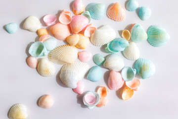 カラフルな貝殻
