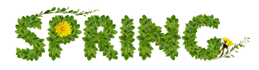 Green leaves and early flowers on twigs forming SPRING inscription isolated on white or transparent background