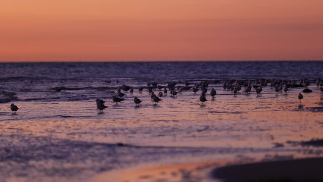 Birds On Beach Sunset With Seagulls On Beach During Golden Hour And Seagulls