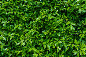 Fototapeta na wymiar green leaf texture, natural green backdrop, fresh green leaves background. small leaved green shrub, leaf wall environmentally friendly.