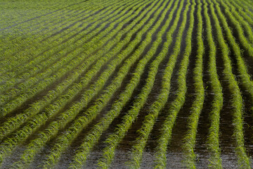 Rice plants in the water on field bending in the wind