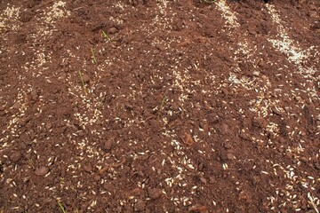 Young germinated wheat germ, sprouts and seeds in the farm field earth with crops. Green rye cereals growing. Agricultural spring activity, gardening, ecology harvest concept. Yield agrarian barley