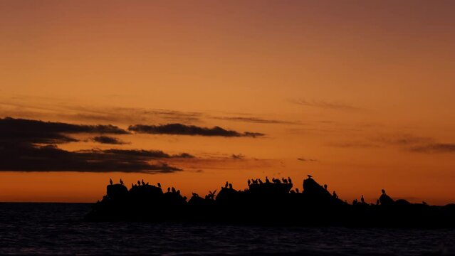 Birds Watching Sunset On Beach Sun Setting With Birds On Ocean