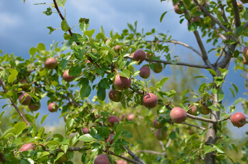 pears on a branch.harvest of pears.pear tree.