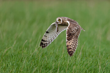 Short-eared owl catches a mouse