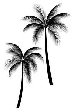 palm tree silhouette on Vector illustration