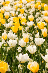 Obraz premium Colorful spring flowers in the beautiful landscaped gardens of Keukenhof