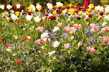 Colorful spring flowers in the beautiful landscaped gardens of Keukenhof