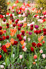 Colorful spring flowers in the beautiful landscaped gardens of Keukenhof