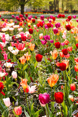 Colorful spring flowers in the beautiful landscaped gardens of Keukenhof