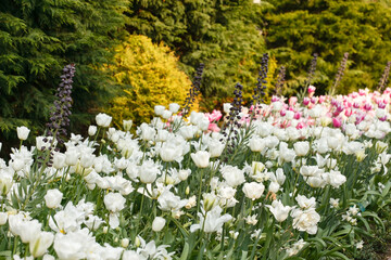 Colorful spring flowers in the beautiful landscaped gardens of Keukenhof
