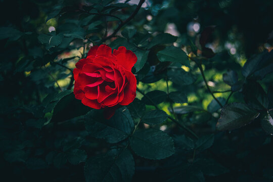 Dark red rose. Brillant Korsar. Dark green leaves. 