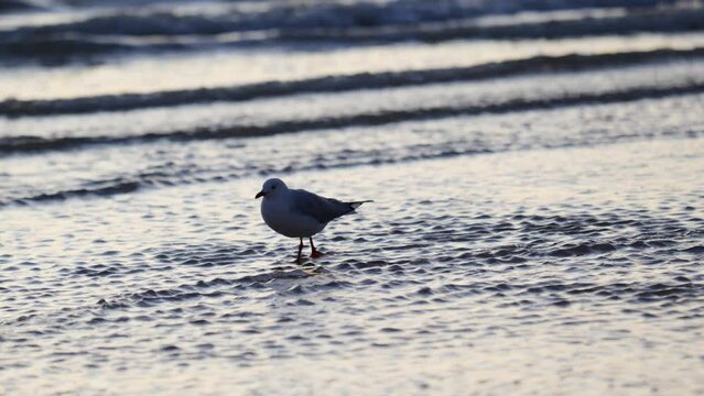 Seagull Walking In Shallow Ocean With Seagull Walking In Waves Of Sea With Seagull