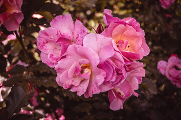 Rose Jazz, delicate beautiful pink rose. Exciting play of colors blooming in coppery orange through peachy yellow to light pink. Small shrub rose.