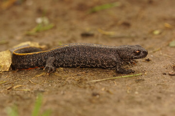 Closeup of a terrestrial Balkan crested newt, Triturus ivanbureschi sitting on the ground