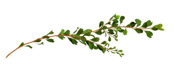 Twigs with small green leaves isolated on white or transparent background