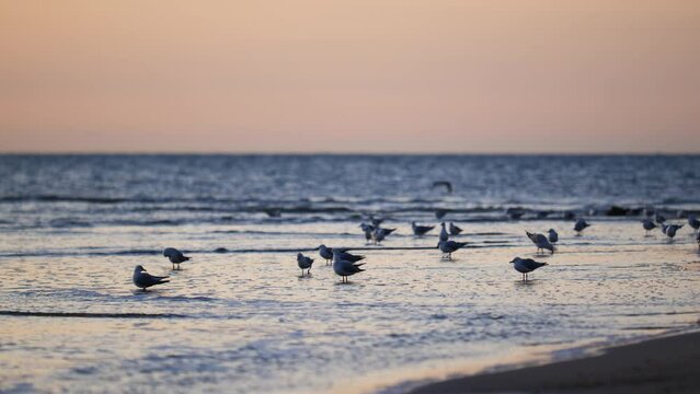 Many Birds On Beach With Seagulls On Coast At Sunset With Seagulls