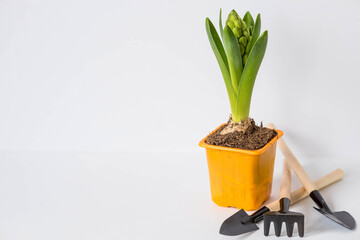 Hyacinth flower with garden tools isolated on a white background. Gardening concept. Disembarkation. flowers in spring.
