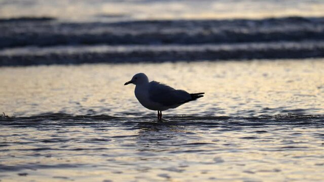 Seagull Cleaning In Water Sea And Seagull In Waves On Beach