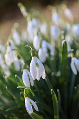 Snowdrop, Galanthus nivalis flower bouquet. Early spring plant background