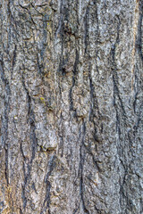 Old tree bark with beautiful patterns for graphic design or wallpapers. Natural background in abstract style.