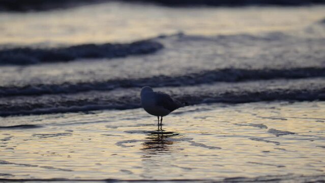 Seagull Standing In Ocean With Seagull In Waves On Beach