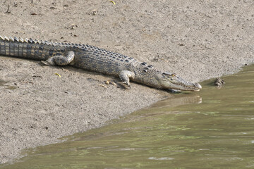 alligator in the swamp