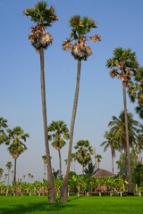 Obraz premium Views of tall palm trees abound in the green fields. at Sam Khok District Pathum Thani Province, Thailand. Taken on 2 Feb 2023.