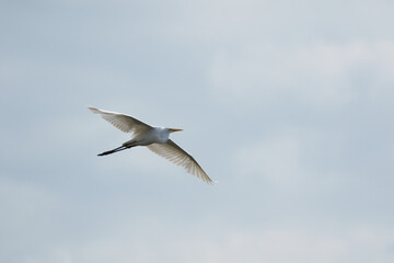 Flying egret