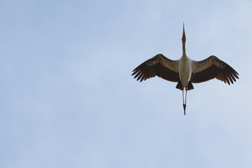 Flying egret