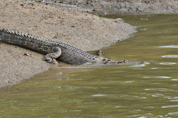 alligator in the everglades
