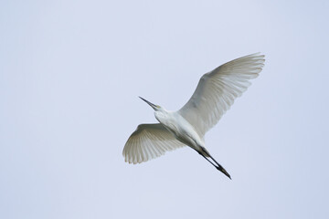 Flying egret