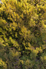 Branches of Thuja (Thuja occidentalis Sunkist) in the sun