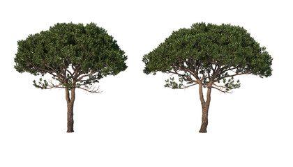 A variety of coniferous trees on a transparent background.