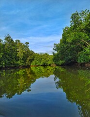 river in the forest