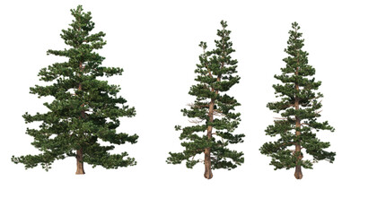 A variety of coniferous trees on a transparent background.