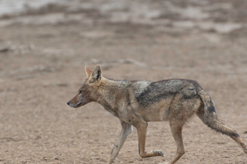 Side-striped jackal