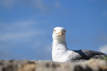 seagull on the walls of the fortress, old town Krk, island Krk, Croatia