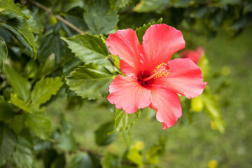 Flor roja