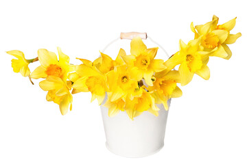 Springtime Bliss: Bucket of fresh daffodils