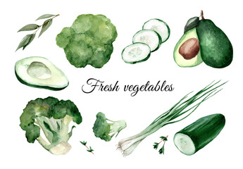 green vegetables. Watercolor hand drawn illustration with avocado, cucumber, thyme, green onion, broccoli
