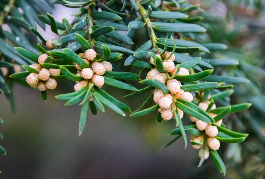 Zweig der Europ&auml;ischn Eibe (Taxus baccata) mit m&auml;nnlichen Bl&uuml;ten