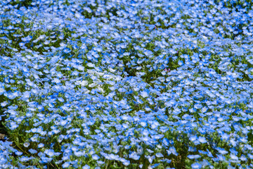 ひたち海浜公園のネモフィラ