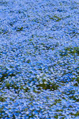 ひたち海浜公園のネモフィラ
