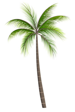 Beach Coconut Tree on PNG transparent background,  Vector image 