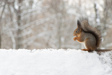 Fluffy squirrel eats nuts sitting on the roof in winter.
