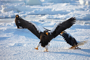 Obraz premium 大鷲