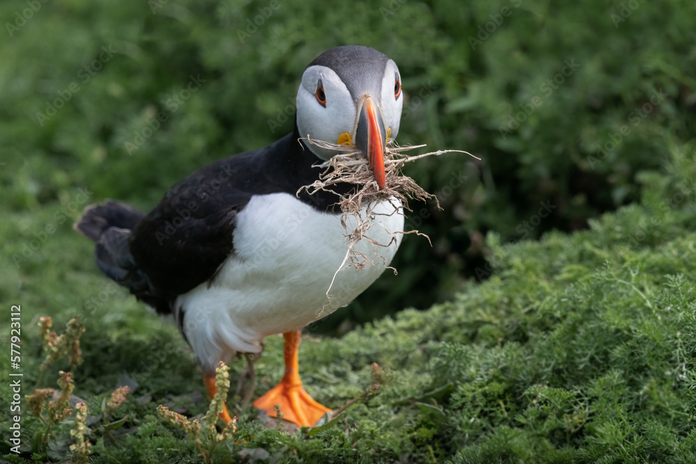 Aufkleber A close up of an atlantic puffin. Its beak is full of dried grass it needs for making a nest.