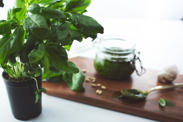 A view of a jar of pesto and basil plant.