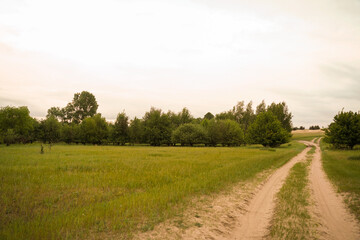 Country road in a green meadow.